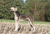 SALUKI 086